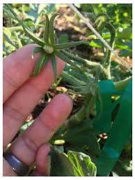 This makes pollination easy because each blossom releases pollen from the stamen to land on its own stigma. Is This Blossom Drop Or A Baby Tomato