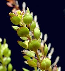 Image result for Lepidium bonariense