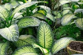 Image result for dipladenie amonea