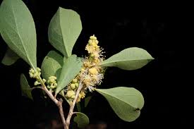 Image result for Scolopia zeyheri