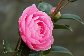 E G Waterhouse Beautiful Flowers Flowers Camellia Flower