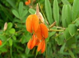 Image result for Tephrosia polystachya