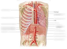These exit the tailbone, or coccyx. Arteries Chest Diagram Quizlet