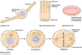 Maybe you would like to learn more about one of these? Biol2060 Cell Biology