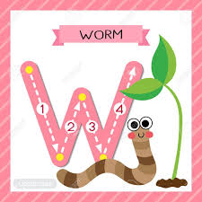 Asia here's what you need to know if you're interested in opening. Letter W Uppercase Cute Children Colorful Zoo And Animals Abc Alphabet Tracing Flashcard Of Happy Worm For Kids Learning English Vocabulary And Handwriting Vector Illustration Royalty Free Cliparts Vectors And Stock Illustration