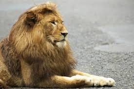 What is the average weight and height of a lion? Lion The Biggest Animals Kingdom Big Animals Animals Lion