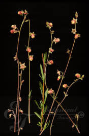 Image result for Hermannia floribunda