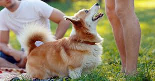 How do you teach a puppy not to jump? How To Stop Your Dog From Jumping On People Zoetis Petcare