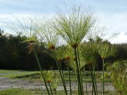 Image result for Cyperus derreilema