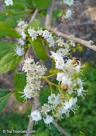 Image result for Ehretia obtusifolia