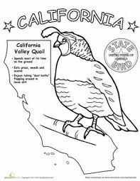 California State Bird Worksheet Education Com State Symbols Homeschool Social Studies State Birds
