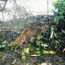 Colocolo — noun leopardus colocolo, a small striped cat native to the western central south america … colo colo creature of the mapuche mythology. Pampas Cat In San Pedro De Vice Mangrove Download Scientific Diagram