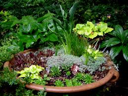 Maybe you would like to learn more about one of these? Hosta Surfer Girl Carolyn S Shade Gardens
