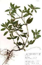 Image result for Pentas micrantha