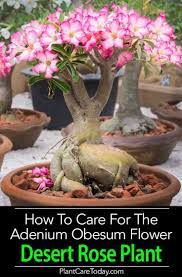 Desert Rose Care How To Grow Adenium Obesum Plants Planting Roses Desert Rose Plant Rose Plant Care