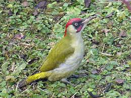 Oiseau Vert Avec Tete Rouge Oiseaux Image Oiseau Animaux