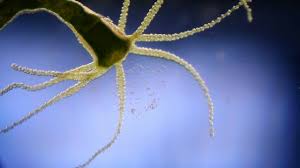 Image result for drop of seawater microscope