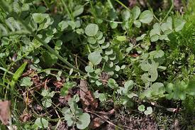 Image result for Cardamine pratensis