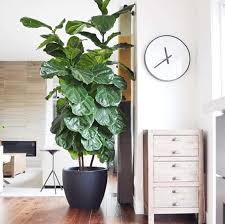 23 Images That Show How To Style Indoor Plants Vogue Australia Big Indoor Plants House Plants Decor Plants Indoor Apartment