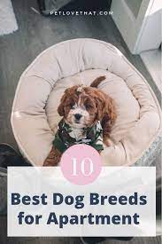 Apartment Living Does Not Necessarily Mean You Have To Turn Into A Pet Person If You Love Dogs You Can Be Qu Apartment Dogs Breeds Best Dog Breeds Dog Breeds