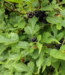 Image result for Morus