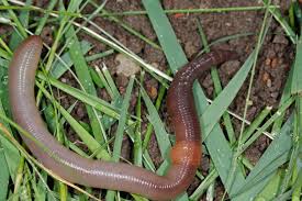 Crude fat ash ash is the total of all minerals g.e. Earthworm
