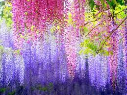 Wisteria Species Wisteria Colors How To Grow Wisteria Garden Landscape Ideas Beautiful Flowers Wallpapers Purple Wisteria Wisteria Tree