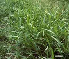 Image result for Urochloa reptans