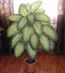 Dieffenbachia House Plants Decor Plant Decor Indoor Pretty Plants