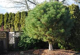 Image result for Hunteria densiflora