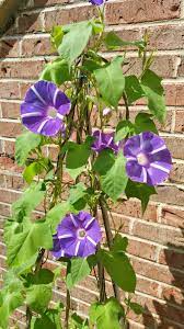 Photo Of The Entire Plant Of Morning Glory Ipomoea Mt Fuji No Monet Posted By Gerris2 National Gardening Associatio Garden Vines Plants House Tree Plants