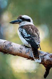 The kookaburra also features in a popular australian children's song. The Laughing Kookaburra Dacelo Novaeguineae Kelvin Marshall Nature Wildlife Photography