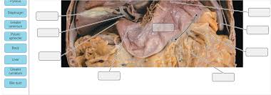 One of 4 abdominal quadrants: Solved Part A Surface Anatomy Of The Stomach And The Li Chegg Com