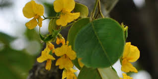 Image result for Pterocarpus lucens
