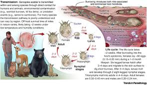 Image result for Sarcoptes scabiei life cycle