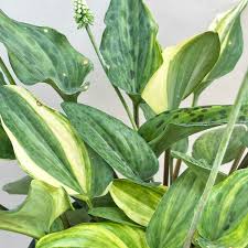 Image result for Drimiopsis