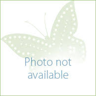 Check spelling or type a new query. Hi Babysitter Cape Town Student Seeks Baby Pet Sitting Job