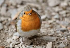 Featherflix is a bird identification mobile app illustrated with video, a new learning technology for birders & citizen scientists. Greenapps Web Bird Identification By Their Birdsong With Chirpomatic Greenapps Web
