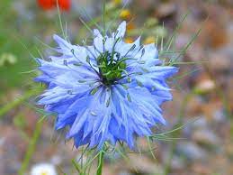 Nigella Love In A Mist Devil In A Bush A To Z Flowers