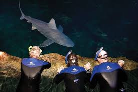Swim with Sharks at Camden's Adventure Aquarium | New Jersey Monthly