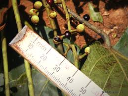 Image result for Macaranga capensis