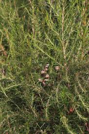 Image result for Cliffortia linearifolia