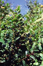 Image result for Rhamnus prinoides