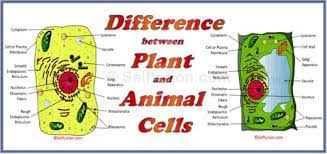 We did not find results for: Difference Between Plant And Animal Cell Selftution