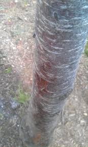 Check out our tree bark selection for the very best in unique or custom, handmade pieces from our shops. Bark Peeling Away On Japanese Cherry Amanogawa Ask An Expert