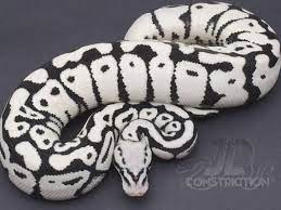 Stormtrooper Moving To The Darkside Swell Reptiles Snake Snakes Reptiles Stormtrooper Reptiles Royal Babies