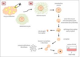 High school, college/university, master's or phd, and we will assign you a writer who can satisfactorily meet your professor's expectations. Schematic Presentation Of Handmade Cloning Hmc Download Scientific Diagram