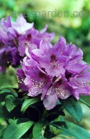 Anah Kruschke Rhododendron Bushes And Shrubs Beautiful Gardens Flowers