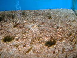 The Real Scoop On Brown Algae Fish Tank Algae Brown