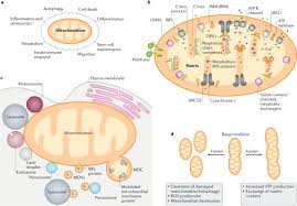 Dec 03, 2019 · mitochondria are known as the 'powerhouse of the cell'. The Cell Biology Of Mitochondrial Membrane Dynamics Nature Reviews Molecular Cell Biology
